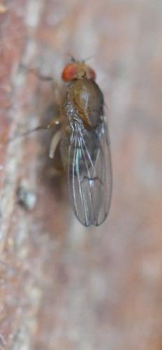 Drosophila immigrans
